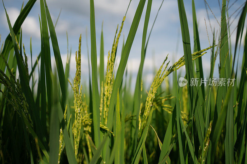 水稻(Oryza sativa)植株近景。稻田特写。